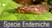 endemiti