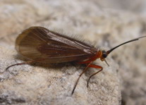 Tricottero Limnephilide